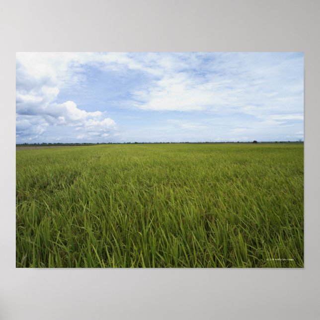 Affiche vast open rice fields (Devant)
