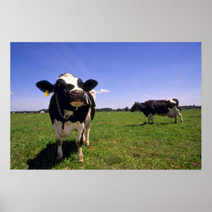 Affiche Vattle laitière Holstein