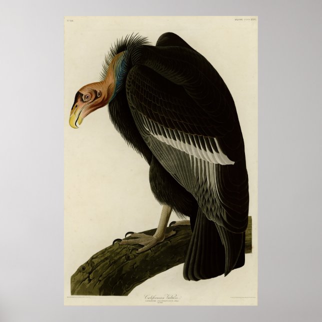 Affiche Vautour californien d'Audubon Birds of America (Devant)