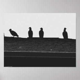 Affiche Vautour de Turquie,