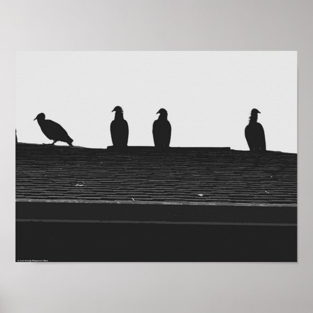 Affiche Vautour de Turquie, (Devant)