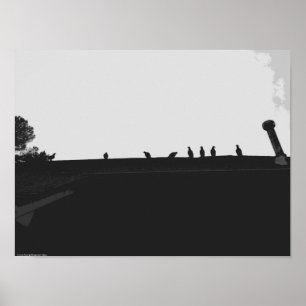 Affiche Vautour de Turquie,