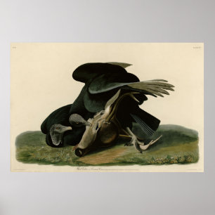 Affiche Vautour noir, des oiseaux d'Amérique d'Audubon
