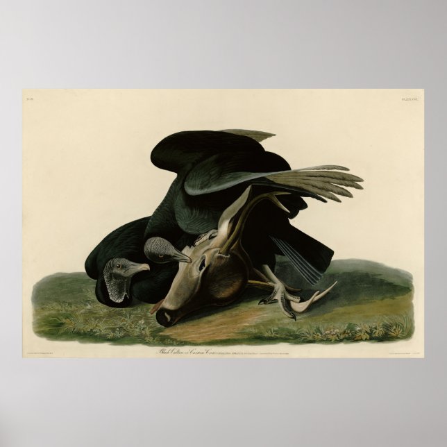 Affiche Vautour noir, des oiseaux d'Amérique d'Audubon (Devant)