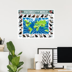 Affiche Vautours de la carte du monde