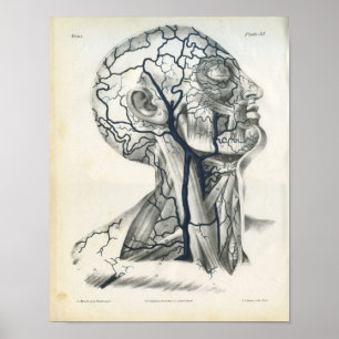 Affiche Veins of Head Neck Anatomy Print