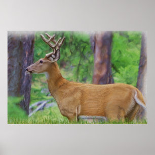 Affiche Velvet Whitetail Deer Buck