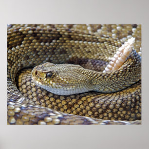 Affiche Venomous Rattle Snake Close Up