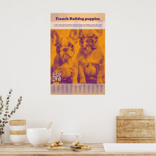 Affiche Vente de chiots Bouledogue Français à détacher