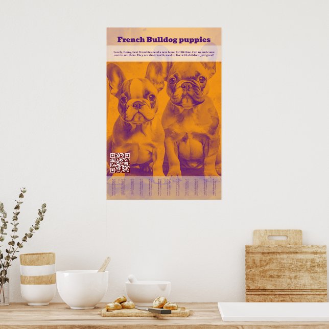 Affiche Vente de chiots Bouledogue Français à détacher (Cuisine)