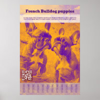 Vente de chiots Bouledogue Français - Déchirer
