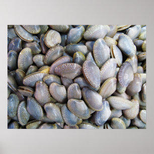 Affiche Venus Clam [ห อ ย ล า ย]