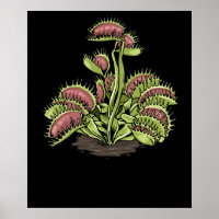Vénus Trap Plante Carnivore Plante Vénus Fly