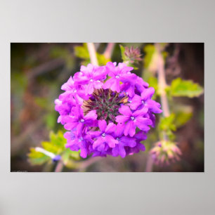 Affiche Verbena,