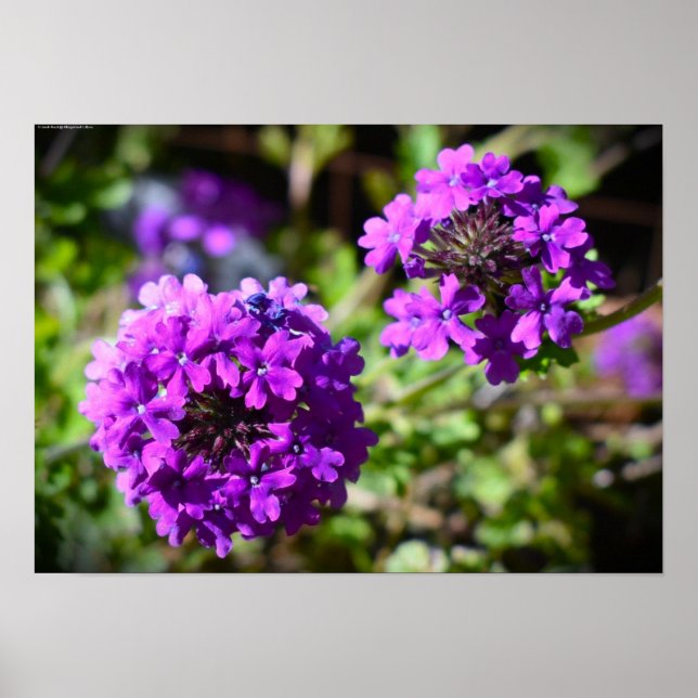 Affiche Verbena, (Devant)