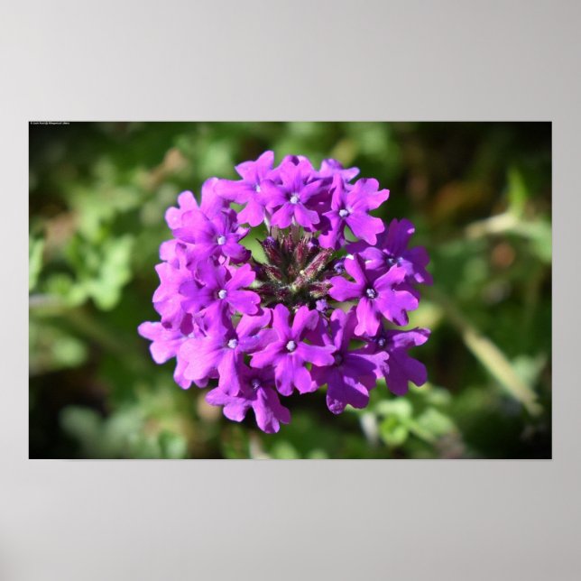 Affiche Verbena, (Devant)