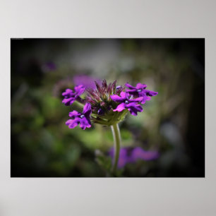 Affiche Verbena,