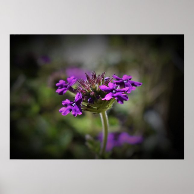 Affiche Verbena, (Devant)