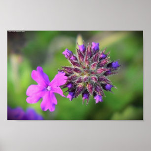 Affiche Verbena,
