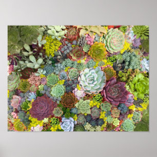 Affiche Verdure colorée Succulents
