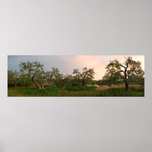 Affiche Verger d'olivier à l'affiche de coucher du soleil