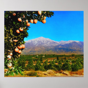 Affiche Vergers d'orangers Mont Baldy enneigé Début des an