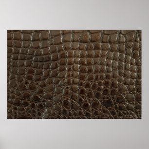 Affiche Véritable alligator marron, gros plan pour montrer