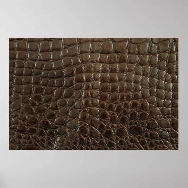 Affiche Véritable alligator marron, gros plan pour montrer (Devant)