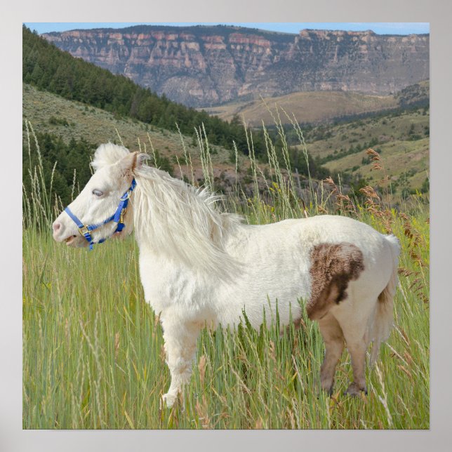 Affiche Véritable Cheval Miniature en montagne souhait (Devant)