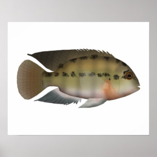 Affiche Véritable Parrot Cichlid