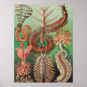 Affiche Vers, Annélides Chaetopoda par Ernst Haeckel