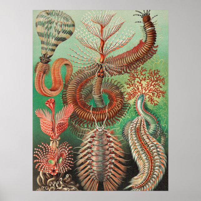 Affiche Vers, Annélides Chaetopoda par Ernst Haeckel (Devant)