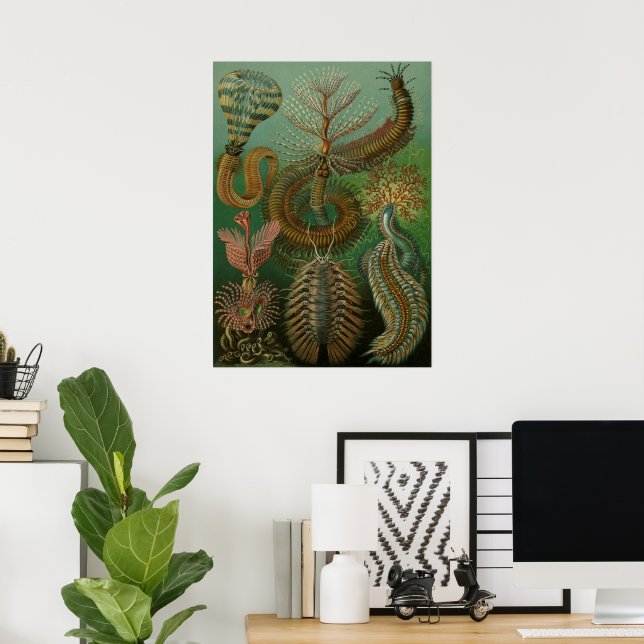 Affiche Vers Annélides Chaetopoda vintage par Ernst Haecke (Bureau à domicile)