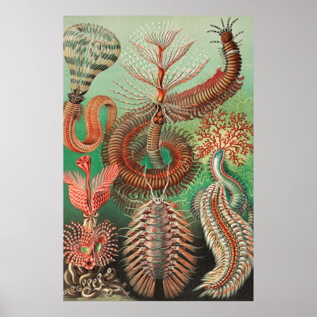 Affiche Vers, Annelids Chaetopoda par Ernst Haeckel (Devant)