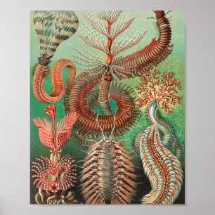 Affiche Vers, Annelids Chaetopoda par Ernst Haeckel