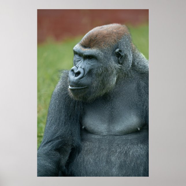 Affiche Vers le haut avec Gorilla Lope : Portrait enchante (Devant)