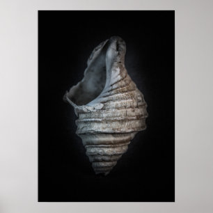 Affiche Version couleur Shells No 6