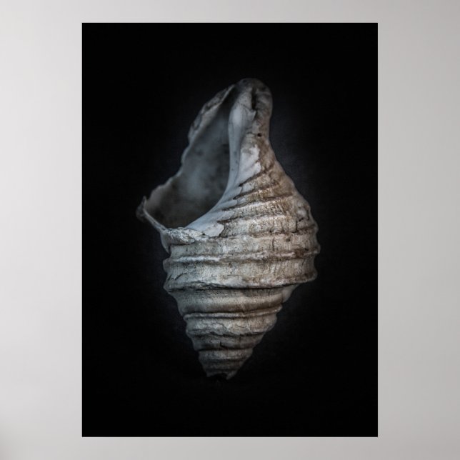 Affiche Version couleur Shells No 6 (Devant)