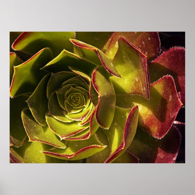 Affiche Vert (Devant)