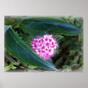 Affiche vert et rose