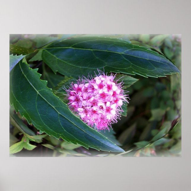 Affiche vert et rose (Devant)