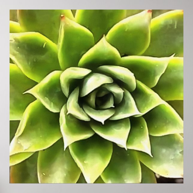 Affiche Vert Succulent Gros Plan Cactus (Devant)