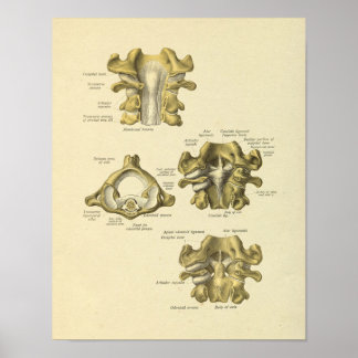Affiche Vertèbre cervicale Anatomie des os de colonne vert