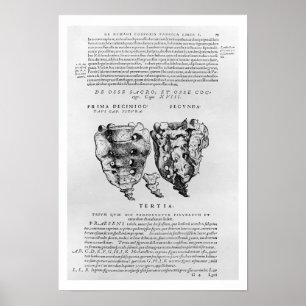 Affiche Vertèbre, Cocyx (impression b/w)