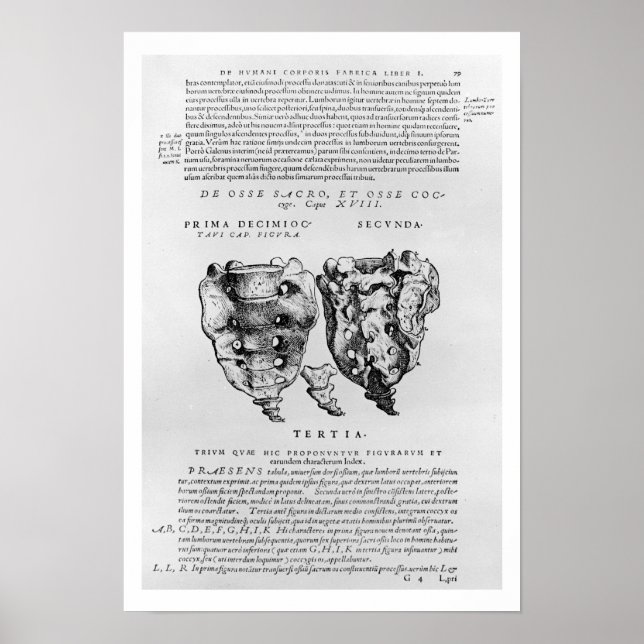 Affiche Vertèbre, Cocyx (impression b/w) (Devant)