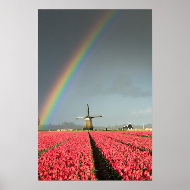 Affiche verticale arc-en-ciel, tulipes et moulin à (Devant)