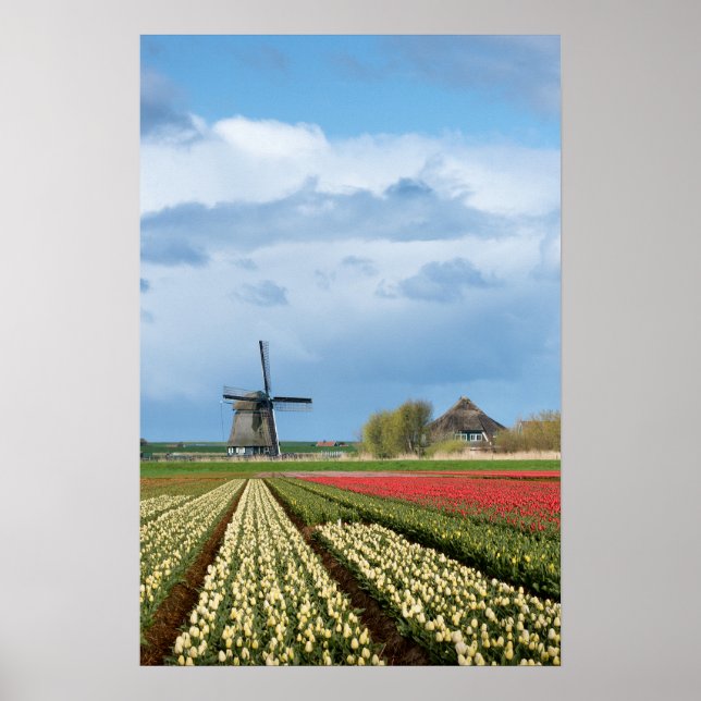 Affiche verticale paysage moulin à vent et tulipes (Devant)