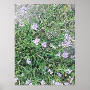 Affiche Verveine Sauvage Fleurs Violettes dans l'Habitat N