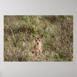Affiche Veste dans l'herbe