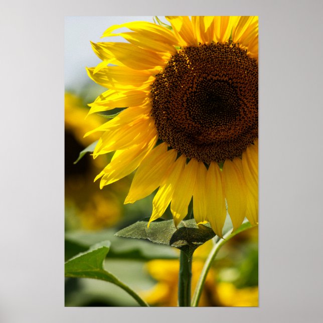 Affiche - Vibrance estivale de tournesol (Devant)